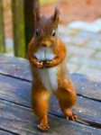 10d6ea1feafd9fafd0a5bb2926561074--fox-squirrel-squirrels.jpg